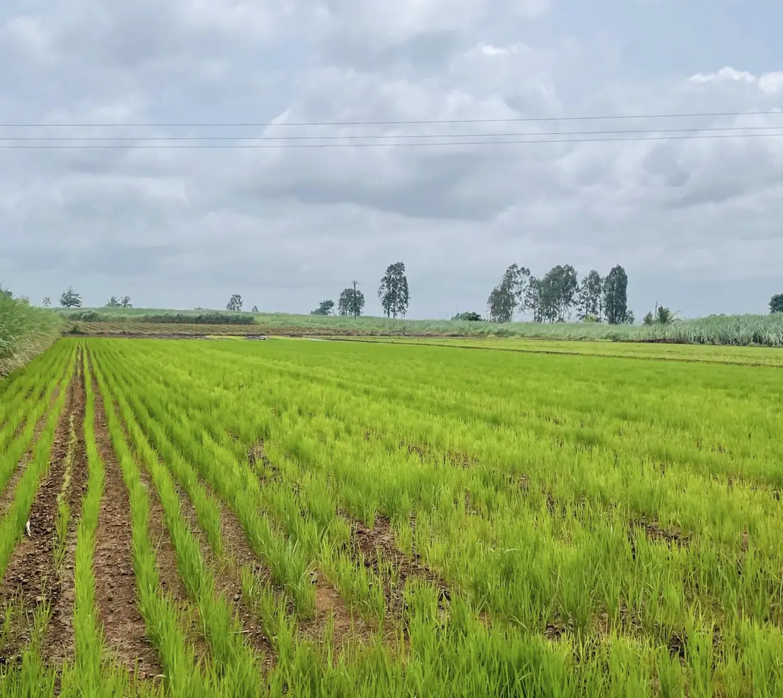 A farmer inspecting crops in the field