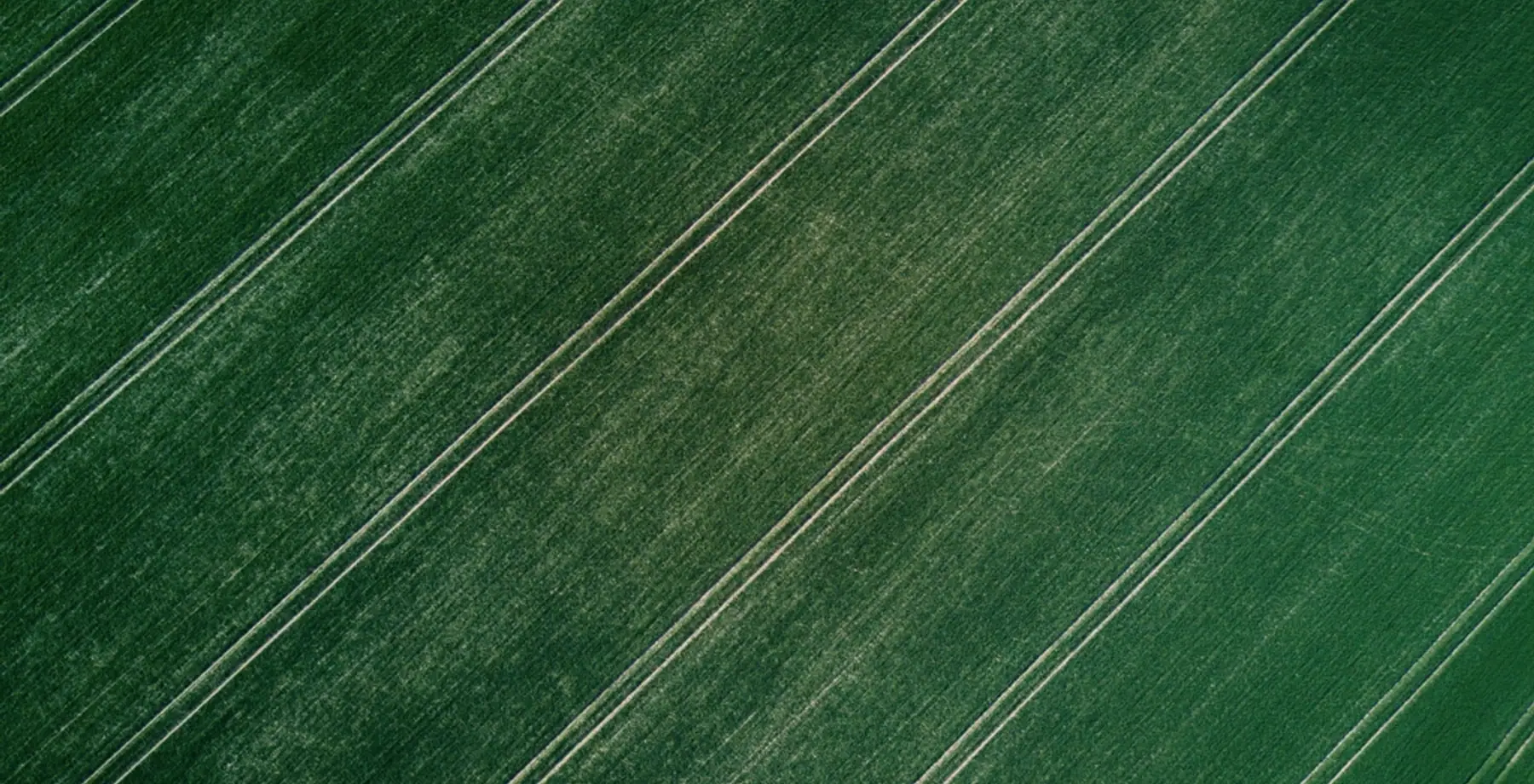 Aerial drone view of green crop fields