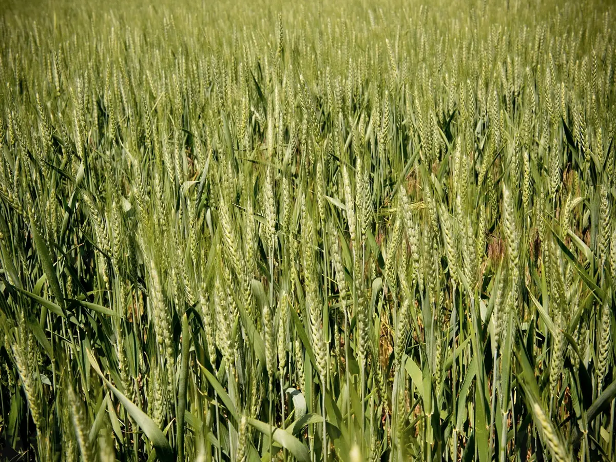 Close-up of a healthy green crop canopy