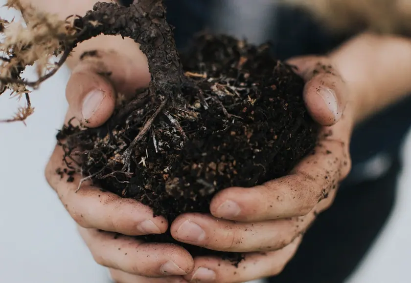 Hands holding dark, freshly turned soil