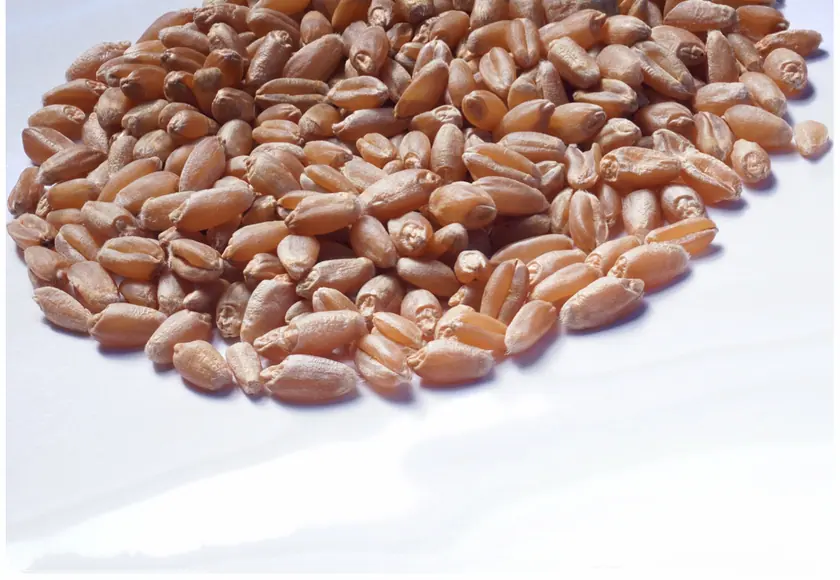 Close-up of ripe wheat grain