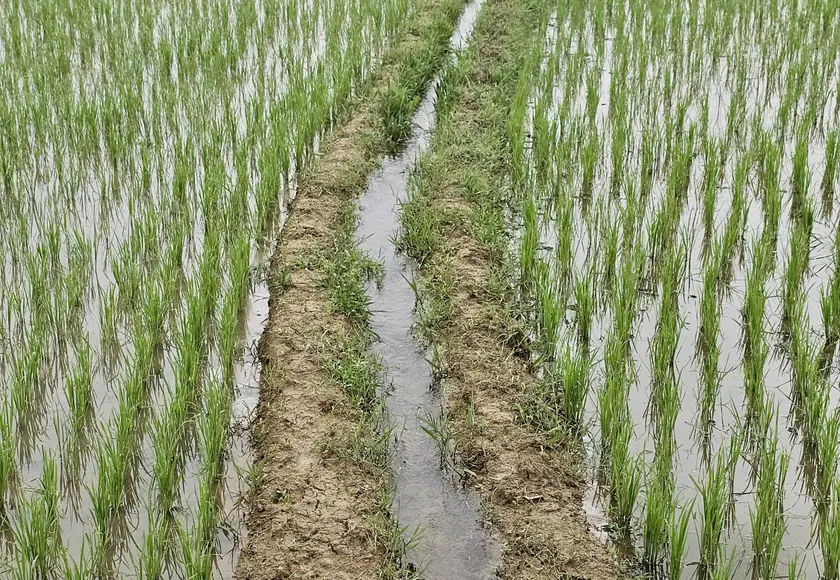Rows of young green crop seedlings